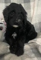 Bernie, a male Miniature Bernedoodle for sale in Milford, MI – 3 of 10