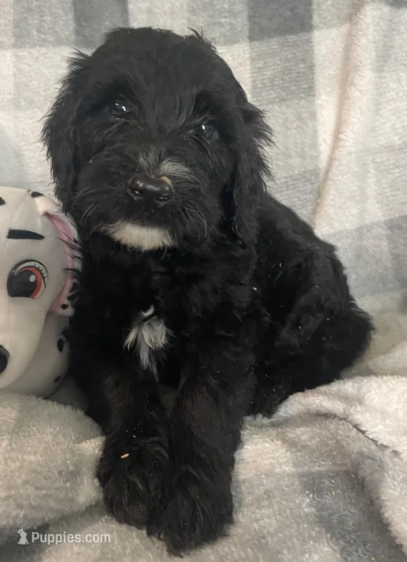 Bernie – Miniature Bernedoodle puppy for sale in Milford, MI