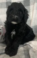 Bernie, a male Miniature Bernedoodle for sale in Milford, MI – 6 of 10