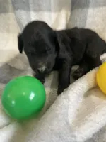 Bernie, a male Miniature Bernedoodle for sale in Milford, MI – Photo 2 of 3