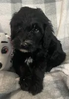 Bernie, a male Miniature Bernedoodle for sale in Milford, MI – 2 of 10