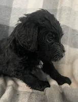 Bernie, a male Miniature Bernedoodle for sale in Milford, MI – 4 of 10
