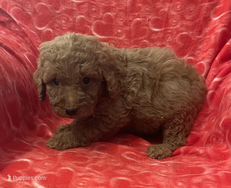 Rudy, a male Bernedoodle and Miniature Bernedoodle for sale in Milford, MI – Photo 1 of 3