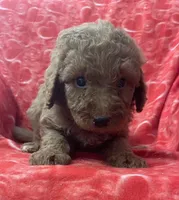 Rudy, a male Bernedoodle and Miniature Bernedoodle for sale in Milford, MI – Photo 3 of 3