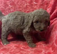 Rudy, a male Bernedoodle and Miniature Bernedoodle for sale in Milford, MI – Photo 2 of 3