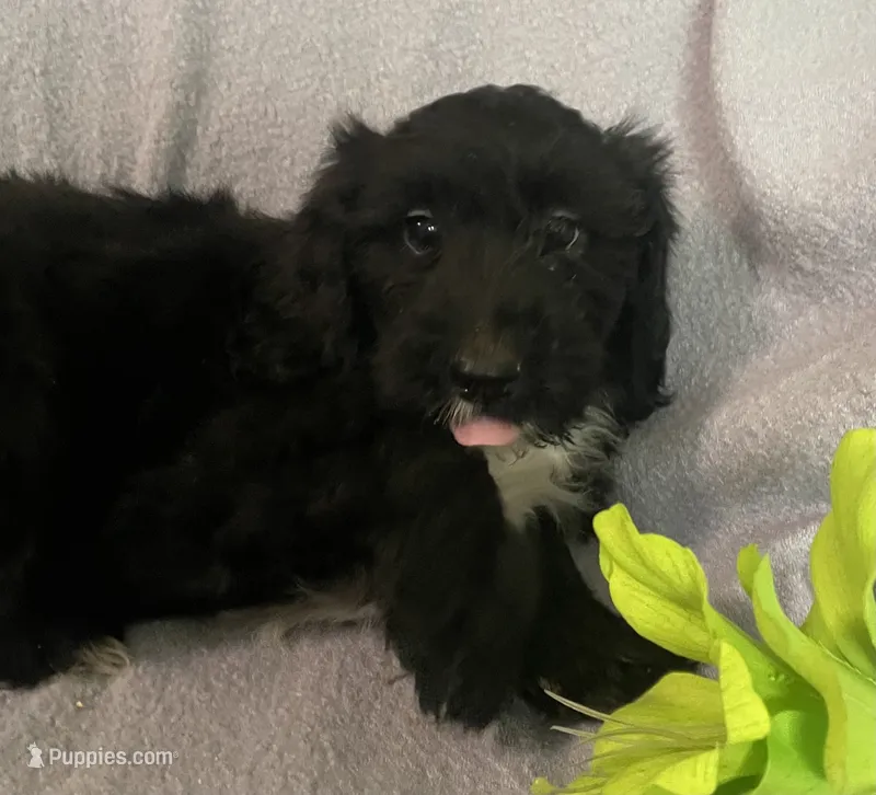 Danna – Miniature Bernedoodle puppy for sale in Milford, MI