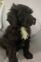 Leon, a male Miniature Bernedoodle for sale in Milford, MI – 7 of 8