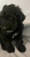 Bernie, a male Miniature Bernedoodle for sale in Milford, MI – 5 of 9