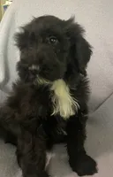 Leon, a male Miniature Bernedoodle for sale in Milford, MI – 6 of 8