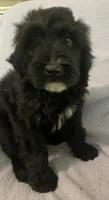 Bernie, a male Miniature Bernedoodle for sale in Milford, MI – 4 of 9