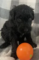 Frannie, a female Miniature Bernedoodle for sale in Milford, MI – 7 of 10