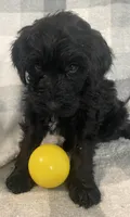 Frannie, a female Miniature Bernedoodle for sale in Milford, MI – 3 of 10