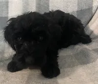 Frannie, a female Miniature Bernedoodle for sale in Milford, MI – 4 of 10