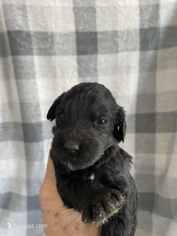 Frannie, a female Miniature Bernedoodle for sale in Milford, MI – Photo 1 of 2