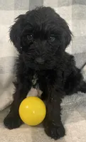 Frannie, a female Miniature Bernedoodle for sale in Milford, MI – 2 of 10
