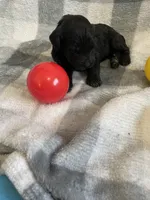 Frannie, a female Miniature Bernedoodle for sale in Milford, MI – Photo 2 of 2