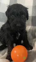 Frannie, a female Miniature Bernedoodle for sale in Milford, MI – 8 of 10