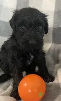 Frannie, a female Miniature Bernedoodle for sale in Milford, MI – 5 of 10