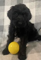 Frannie, a female Miniature Bernedoodle for sale in Milford, MI – 1 of 10