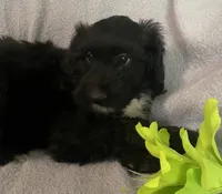 Danna, a female Miniature Bernedoodle for sale in Milford, MI – 5 of 9