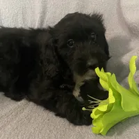 Danna, a female Miniature Bernedoodle for sale in Milford, MI – 6 of 9