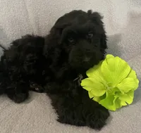 Frannie, a female Miniature Bernedoodle for sale in Milford, MI – 3 of 8