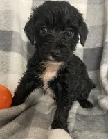 Danna, a female Miniature Bernedoodle for sale in Milford, MI – 4 of 8
