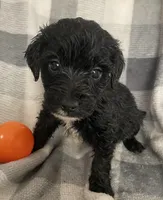 Danna, a female Miniature Bernedoodle for sale in Milford, MI – 8 of 8