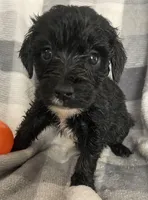 Danna, a female Miniature Bernedoodle for sale in Milford, MI – 6 of 8