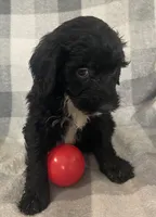 Danna, a female Miniature Bernedoodle for sale in Milford, MI – 2 of 8