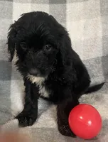 Danna, a female Miniature Bernedoodle for sale in Milford, MI – 5 of 8