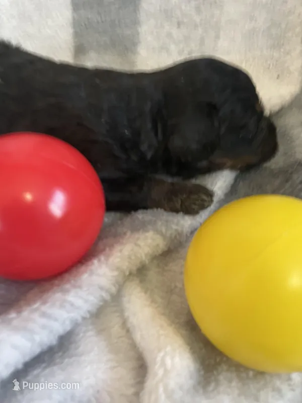 Danna – Miniature Bernedoodle puppy for sale in Milford, MI