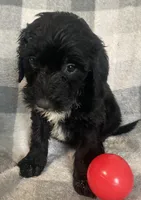 Danna, a female Miniature Bernedoodle for sale in Milford, MI – 1 of 8