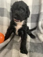 Danna, a female Miniature Bernedoodle for sale in Milford, MI – 7 of 8