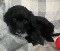 Danna, a female Miniature Bernedoodle for sale in Milford, MI – 3 of 8