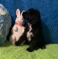 Jack, a male Bernedoodle and Miniature Bernedoodle for sale in Milford, MI – Photo 4 of 8