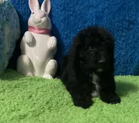 Jack, a male Bernedoodle and Miniature Bernedoodle for sale in Milford, MI – Photo 5 of 8