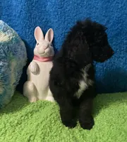 Jack, a male Bernedoodle and Miniature Bernedoodle for sale in Milford, MI – Photo 7 of 8