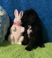 Jack, a male Bernedoodle and Miniature Bernedoodle for sale in Milford, MI – Photo 2 of 8