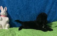 Jack, a male Bernedoodle and Miniature Bernedoodle for sale in Milford, MI – Photo 6 of 8