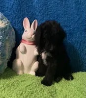 Jack, a male Bernedoodle and Miniature Bernedoodle for sale in Milford, MI – Photo 3 of 8