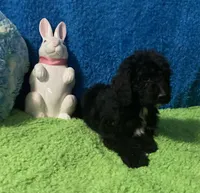 Jack, a male Bernedoodle and Miniature Bernedoodle for sale in Milford, MI – Photo 8 of 8