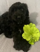 Frannie, a female Miniature Bernedoodle for sale in Milford, MI – 4 of 8