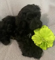 Frannie, a female Miniature Bernedoodle for sale in Milford, MI – 2 of 8