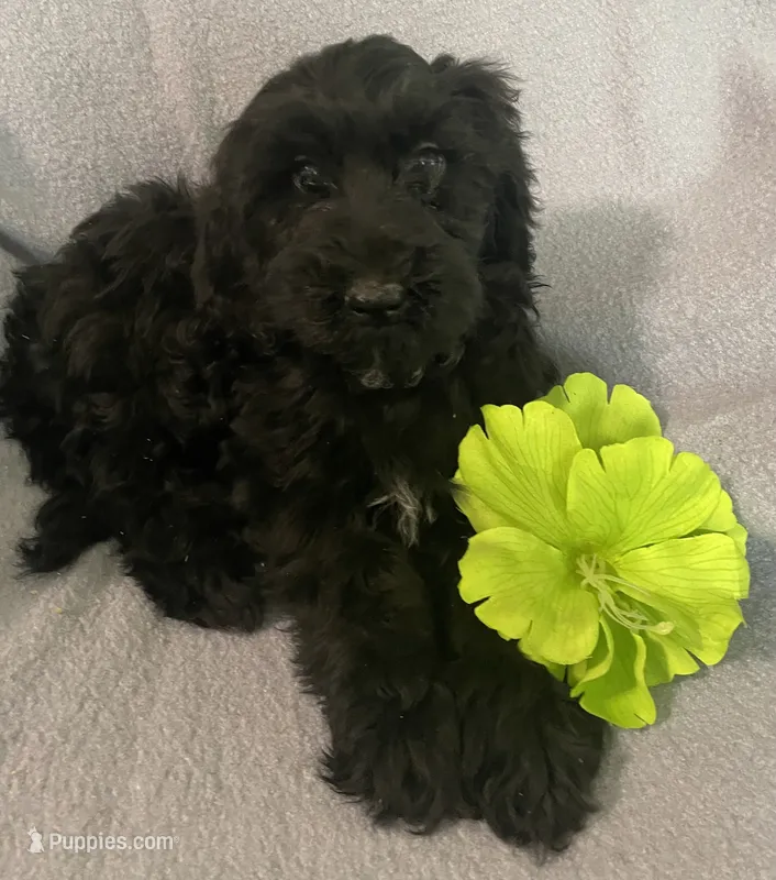 Frannie – Miniature Bernedoodle puppy for sale in Milford, MI