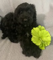 Frannie, a female Miniature Bernedoodle for sale in Milford, MI – 1 of 8