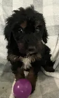 Emily, a female Miniature Bernedoodle for sale in Milford, MI – 3 of 10