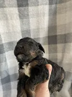 Emily, a female Miniature Bernedoodle for sale in Milford, MI – Photo 4 of 5