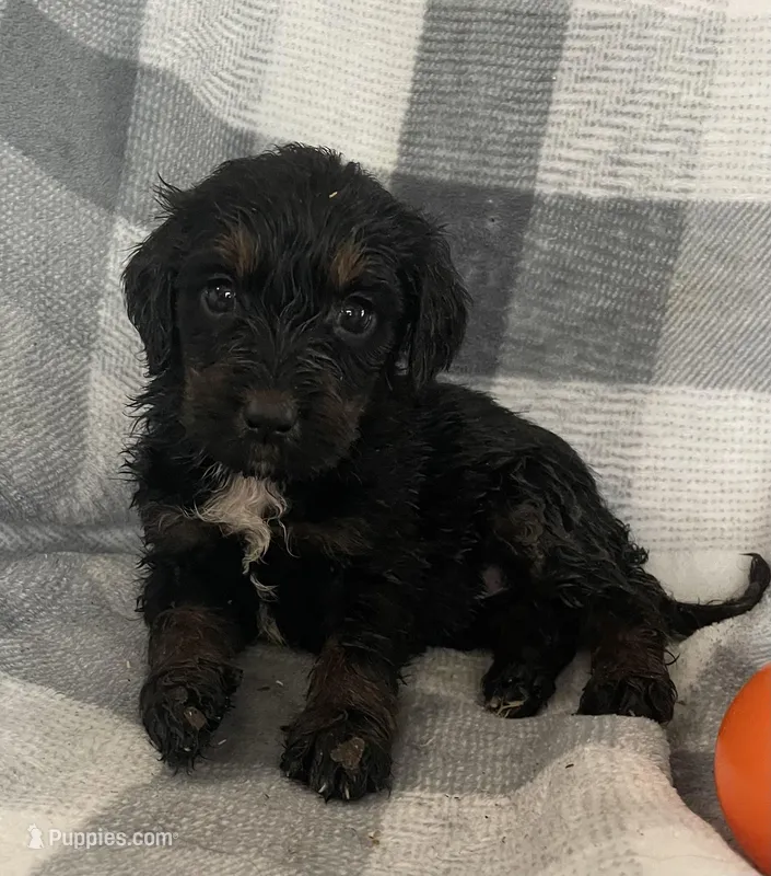 Emily – Miniature Bernedoodle puppy for sale in Milford, MI