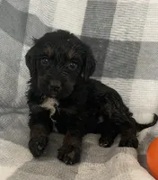 Emily, a female Miniature Bernedoodle for sale in Milford, MI – 5 of 10